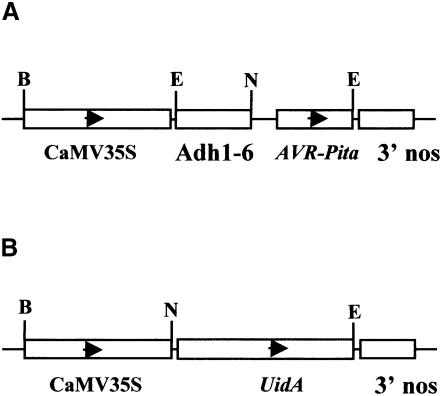 graphic file with name cdd350f1.jpg