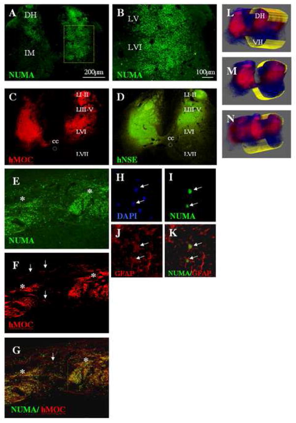 Figure 2 A – N