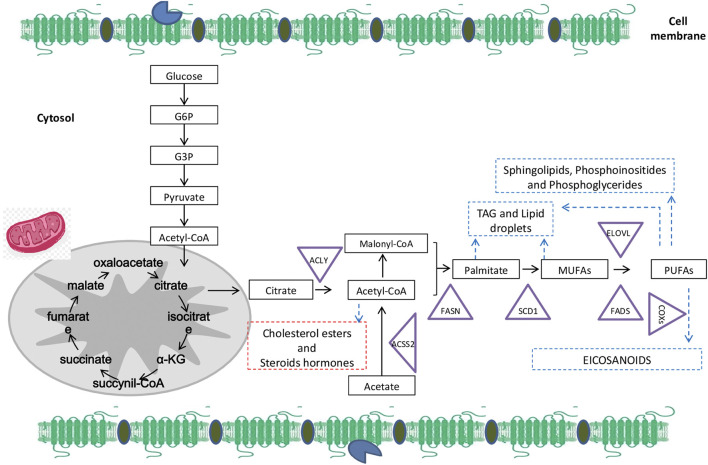 FIGURE 1