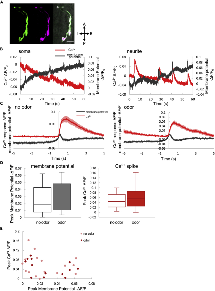 Figure 1