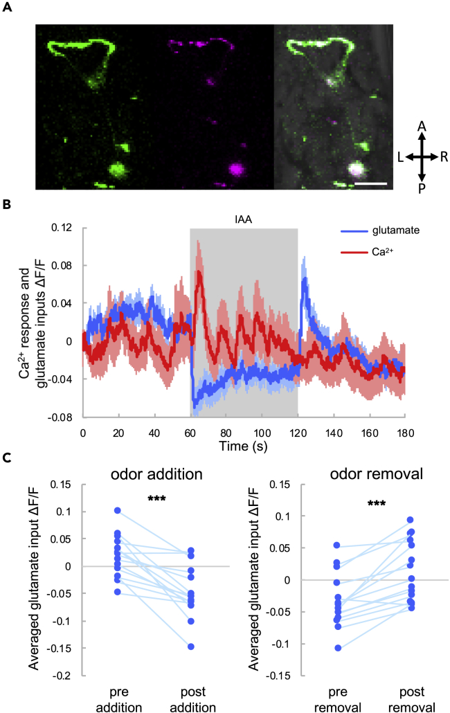 Figure 2