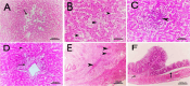 Fig. 9