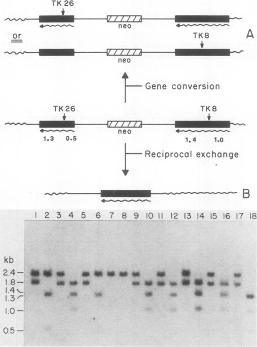 graphic file with name molcellb00061-0222-a.jpg