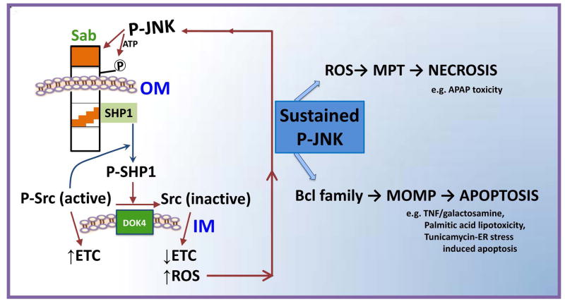 Fig. 8