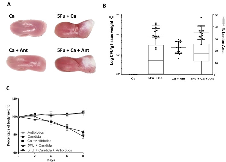 Fig 6