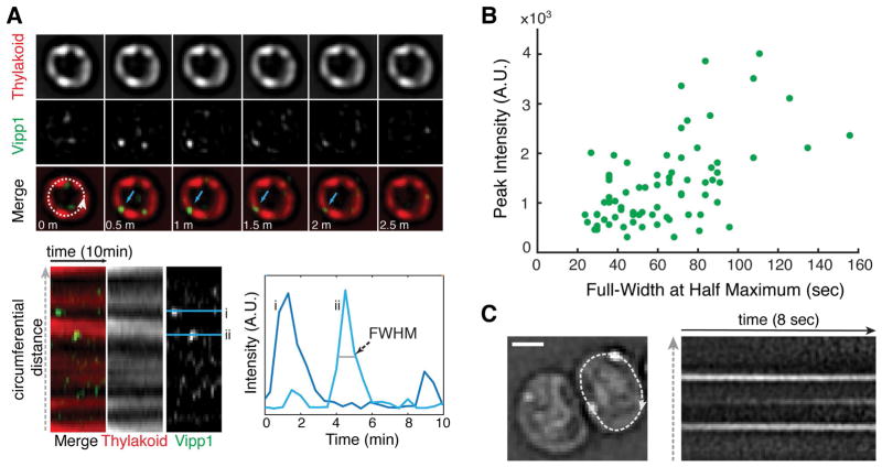 Fig. 3