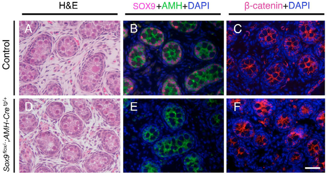 Fig. 10