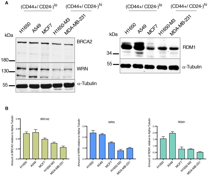 Figure 2—figure supplement 4.