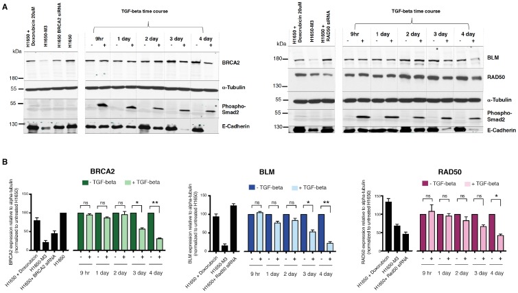 Figure 3—figure supplement 3.