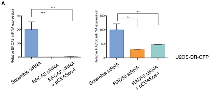 Figure 4—figure supplement 3.