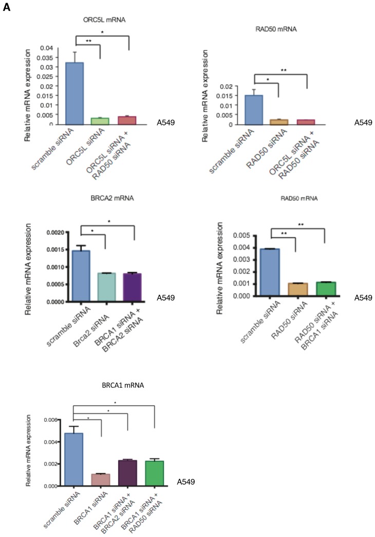 Figure 2—figure supplement 5.