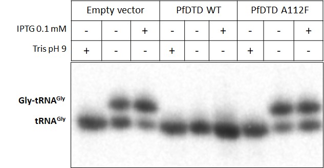 Figure 3—figure supplement 1.