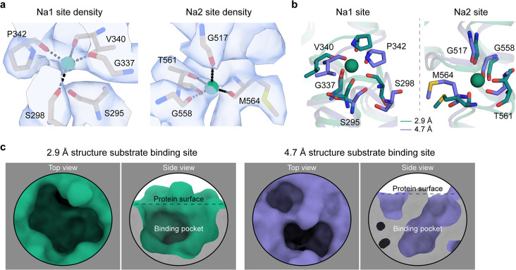 Figure 5—figure supplement 1.