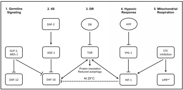 Fig. (1)