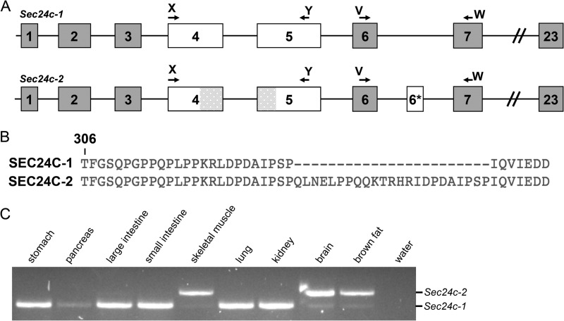 FIGURE 1.