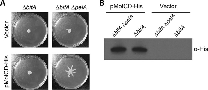 FIG 6