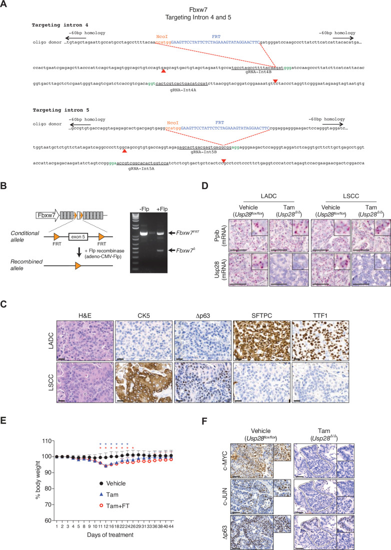 Figure 2—figure supplement 1.