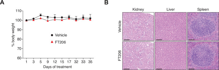 Figure 5—figure supplement 1.