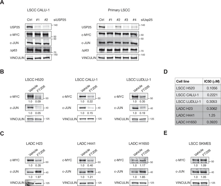 Figure 6—figure supplement 1.