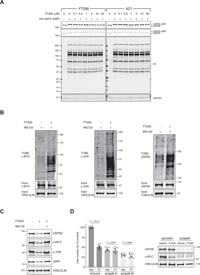 Figure 4—figure supplement 1.