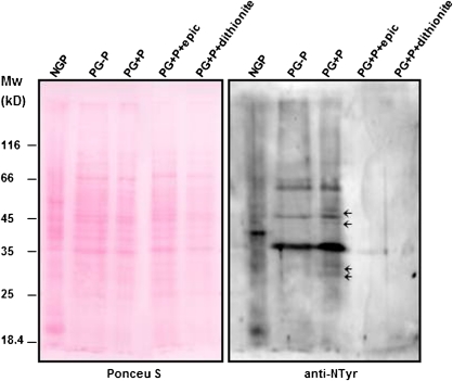 Fig. 9.