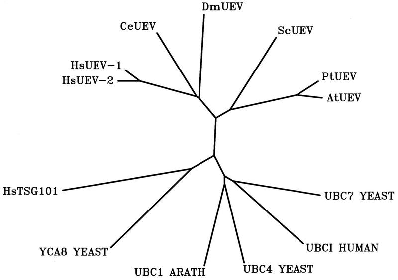 FIG. 5