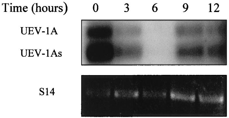 FIG. 14