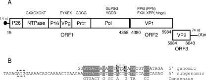 FIG. 1.