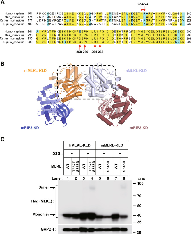 Fig. 4