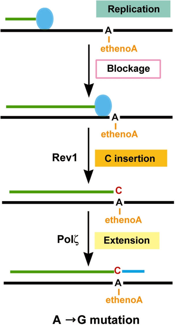 Figure 6.