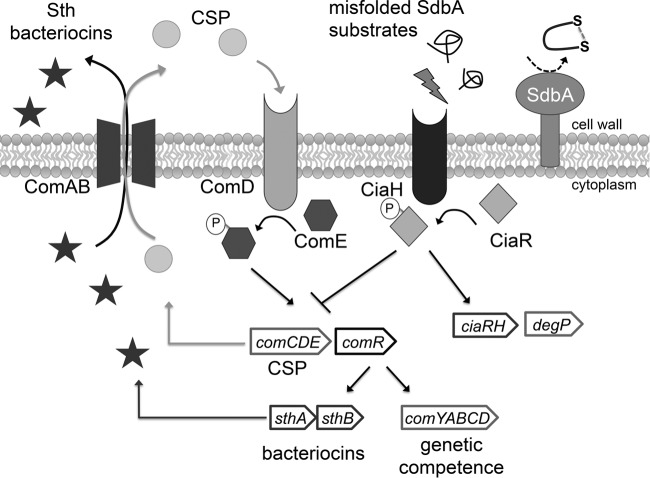 FIG 6