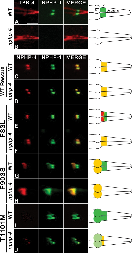 Figure 2.