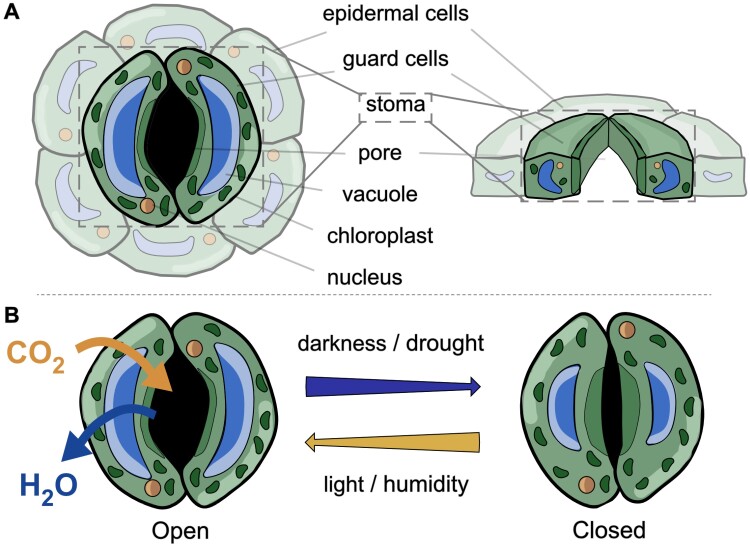 Fig. 1.