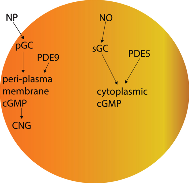 Fig.2