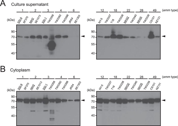 FIGURE 1.