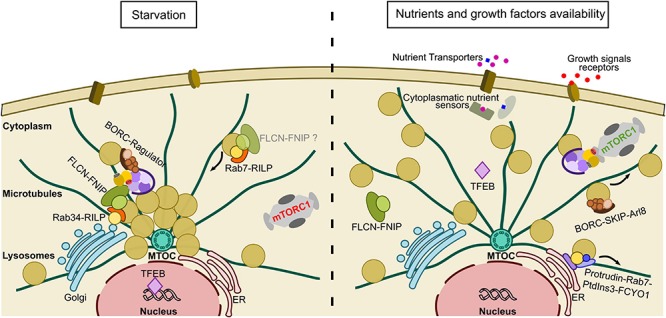 FIGURE 3