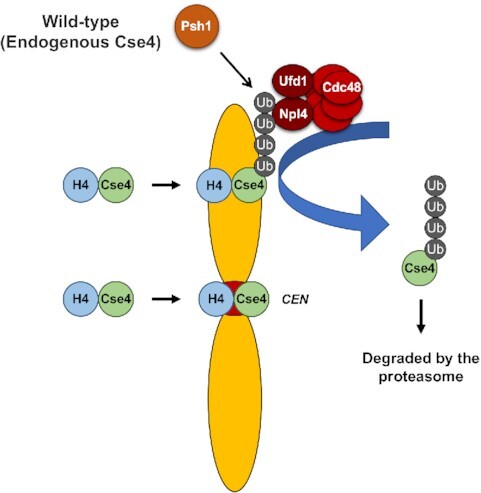 Graphical Abstract