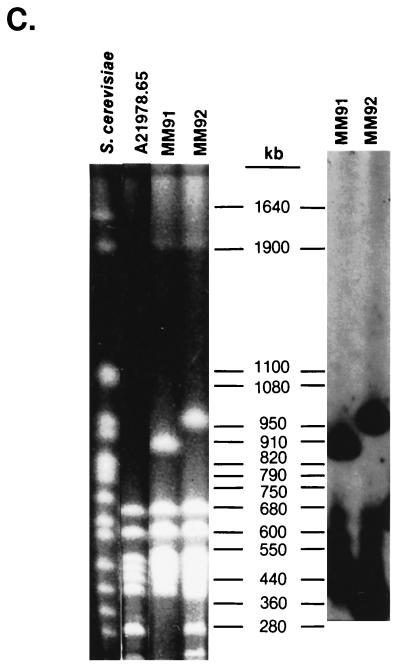 FIG. 1