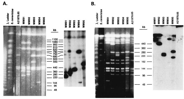 FIG. 1