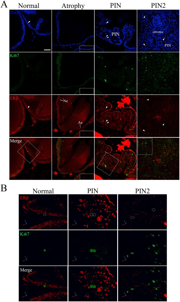 Fig 7