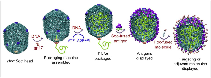 Fig. 7.