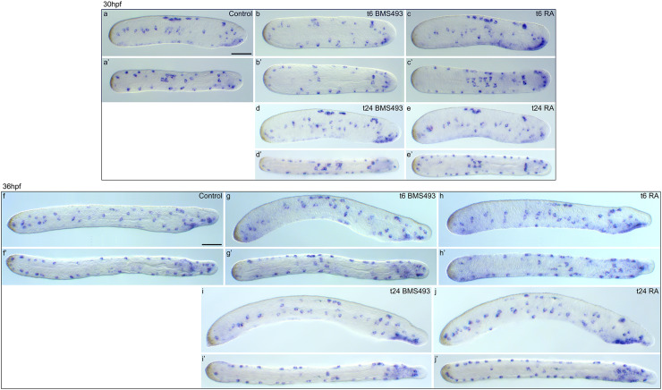 Fig. 10