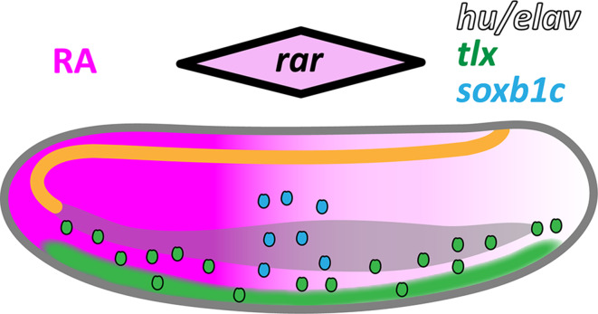 Fig. 12