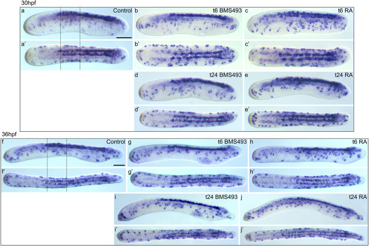 Fig. 9