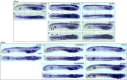 Fig. 11