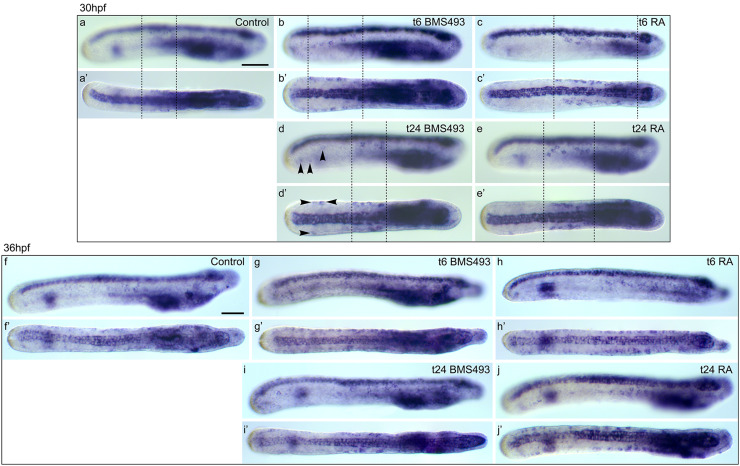 Fig. 11