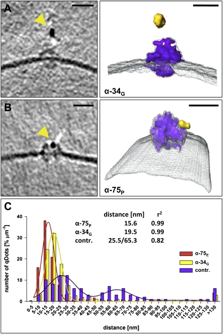 Fig. 5.