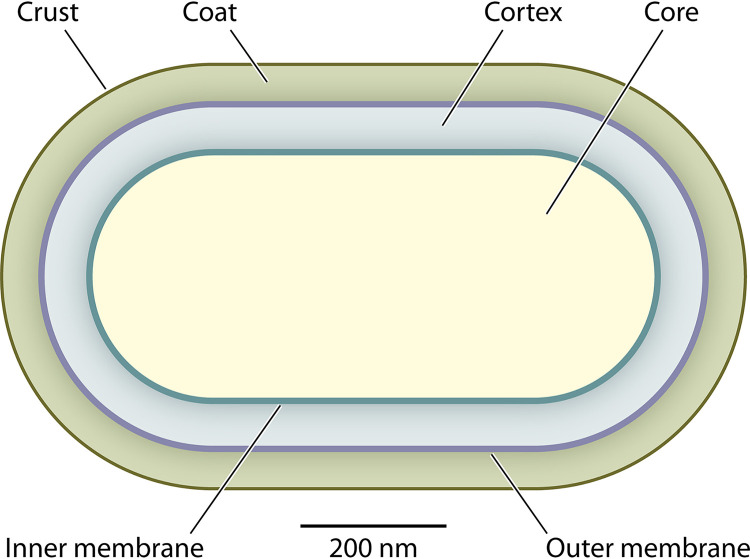 FIG 1