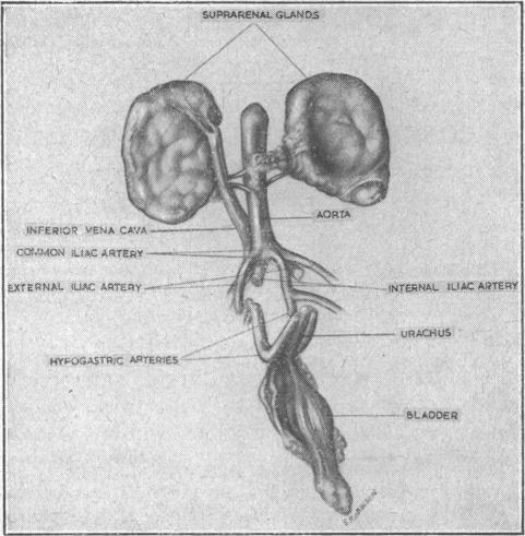 p78-a