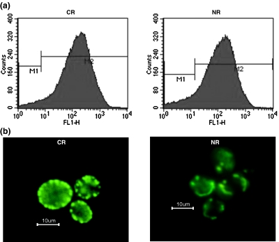 Fig. 1